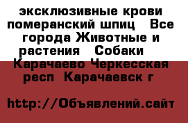 эксклюзивные крови-померанский шпиц - Все города Животные и растения » Собаки   . Карачаево-Черкесская респ.,Карачаевск г.